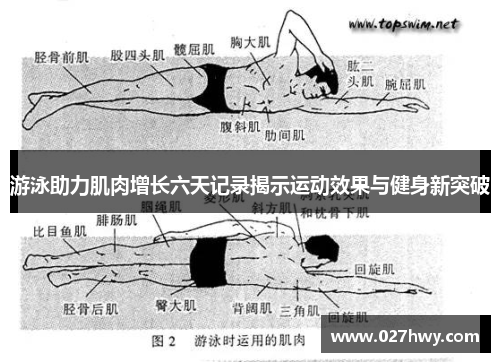 游泳助力肌肉增长六天记录揭示运动效果与健身新突破